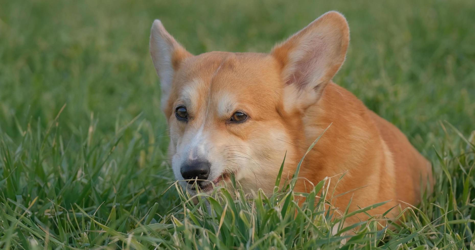 Portrait of funny corgi dog outdoors in the park photo
