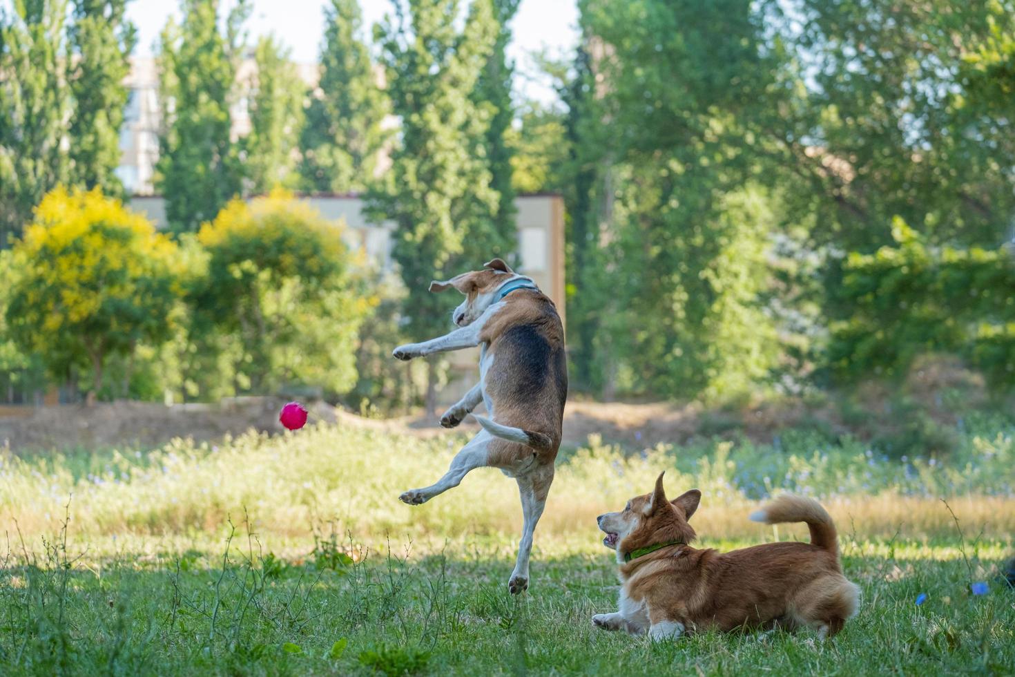 perro beagle juega con la pelota en la hierba foto