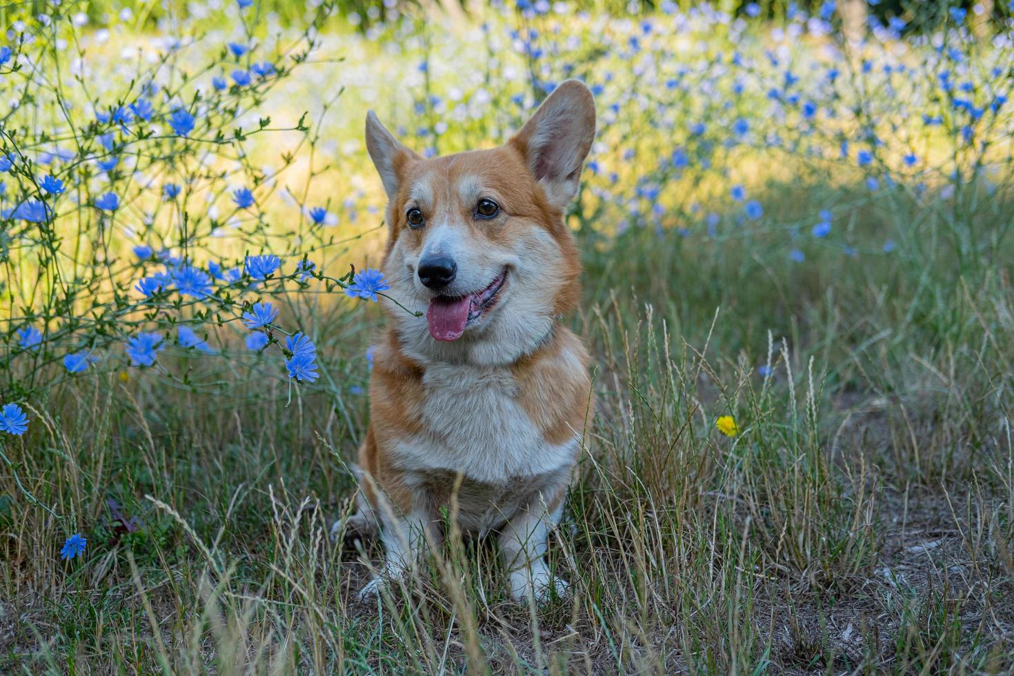 Portrait of funny corgi dog outdoors in the park photo
