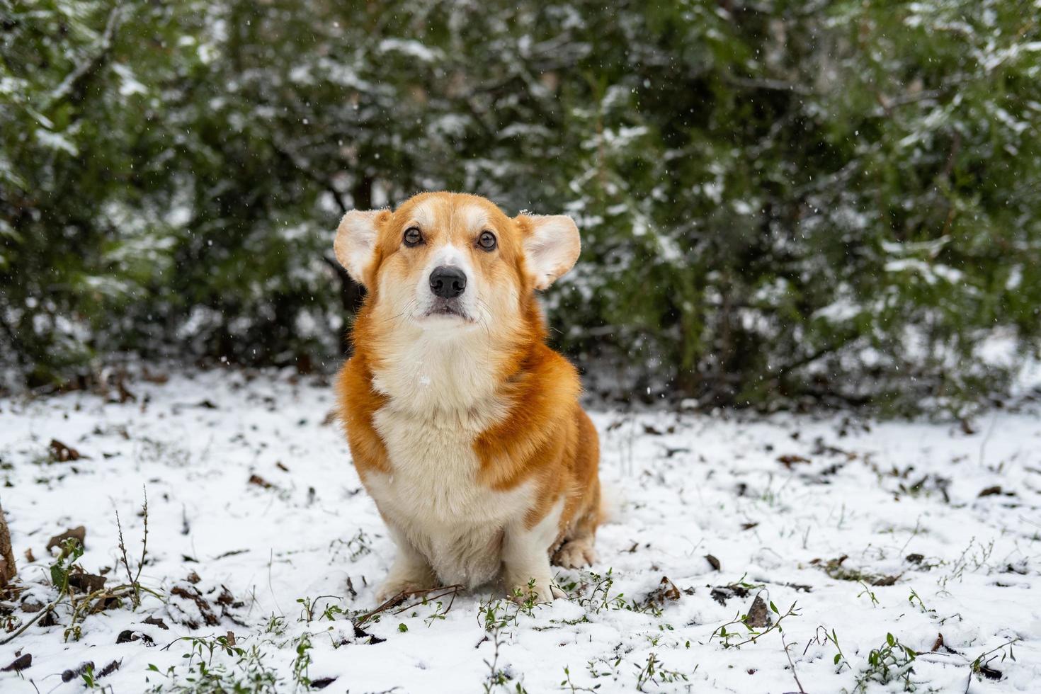 Funny corgi dog in the snow photo