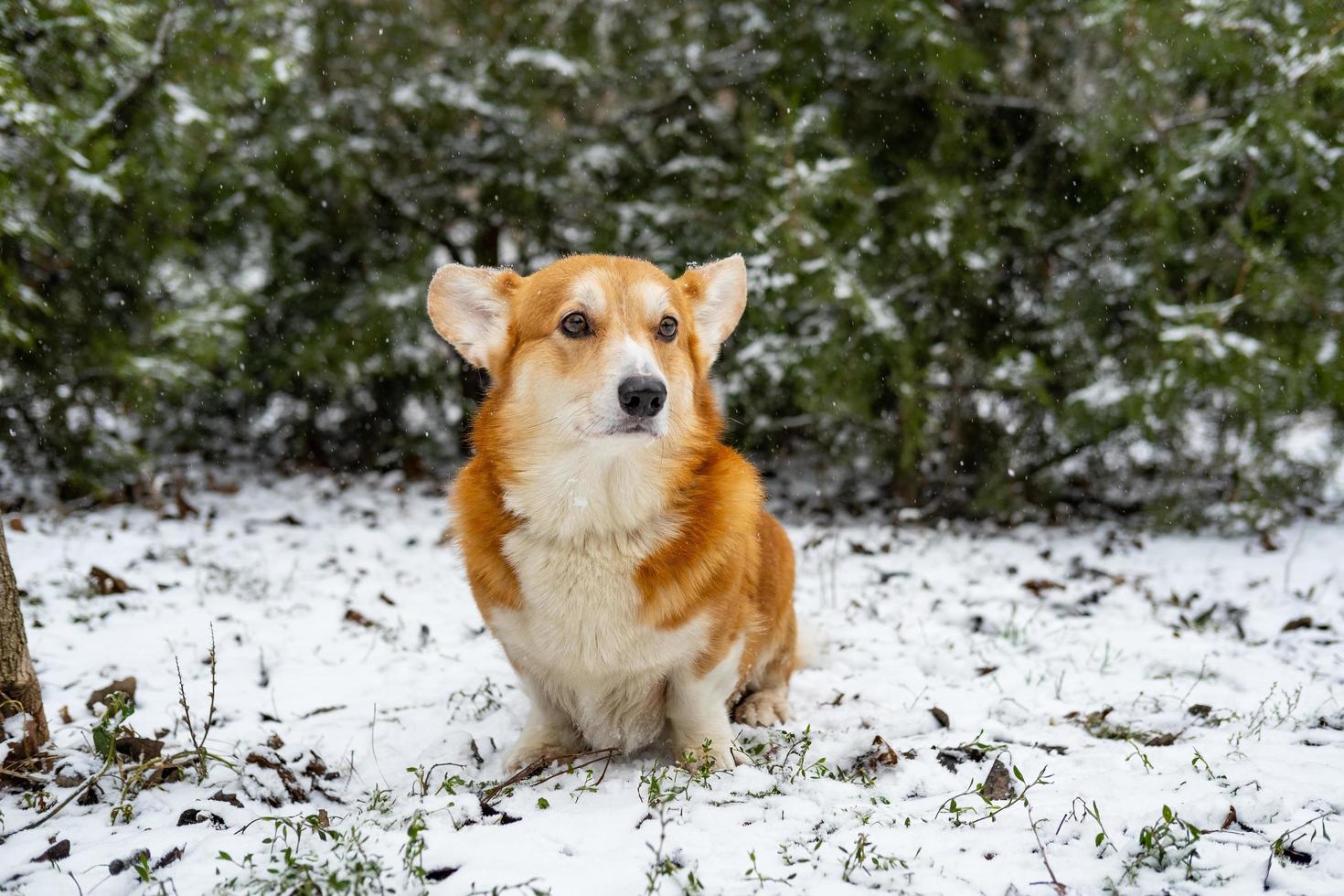 gracioso perro corgi en la nieve foto