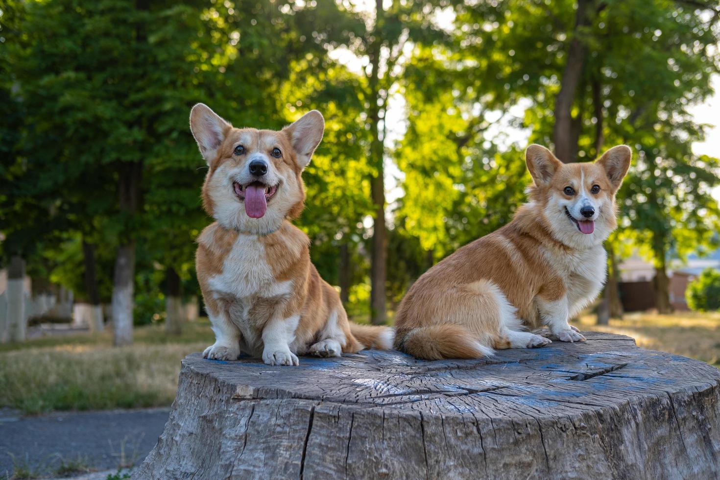 Two cute corgis posing in the park photo