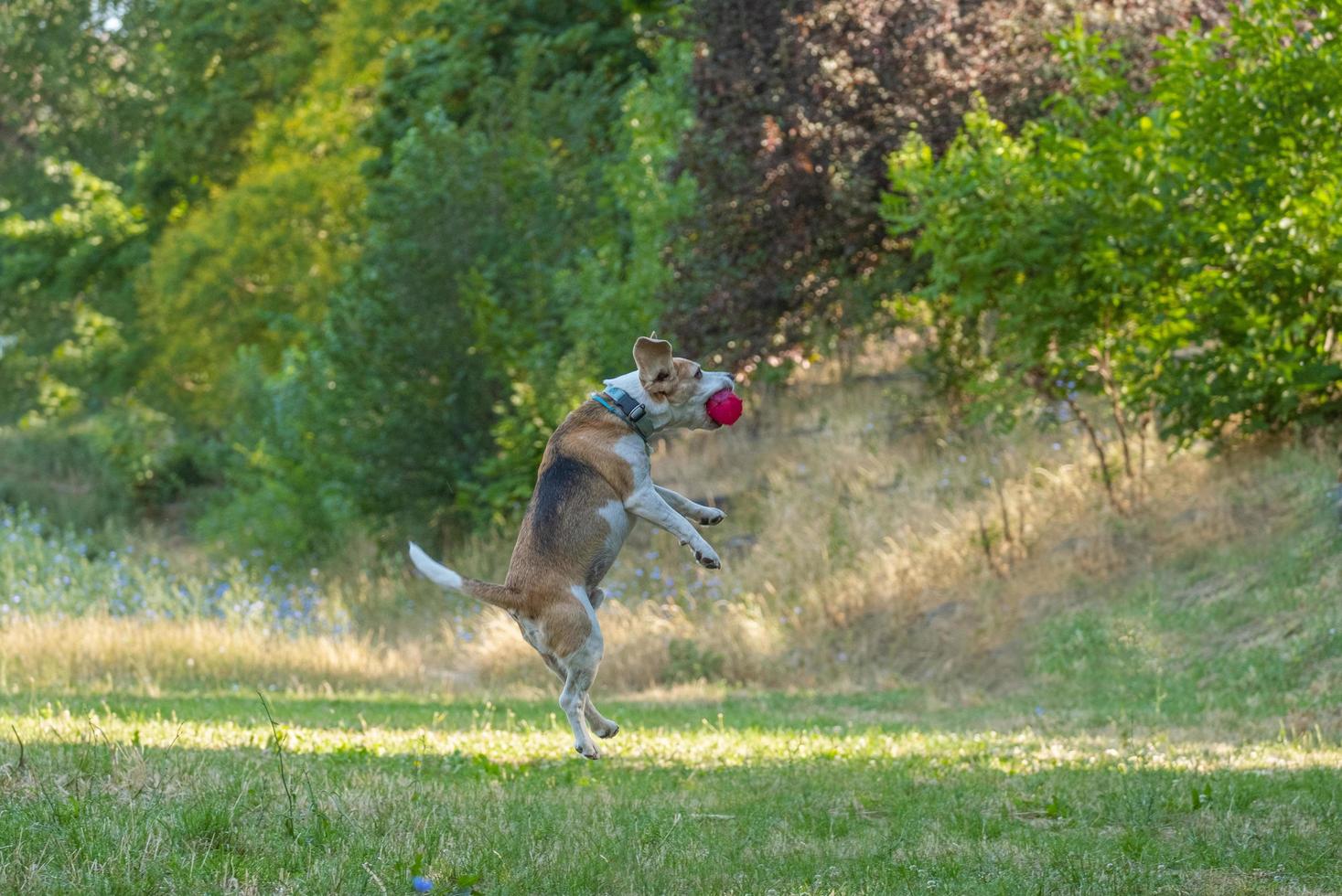 perro beagle juega con la pelota en la hierba foto
