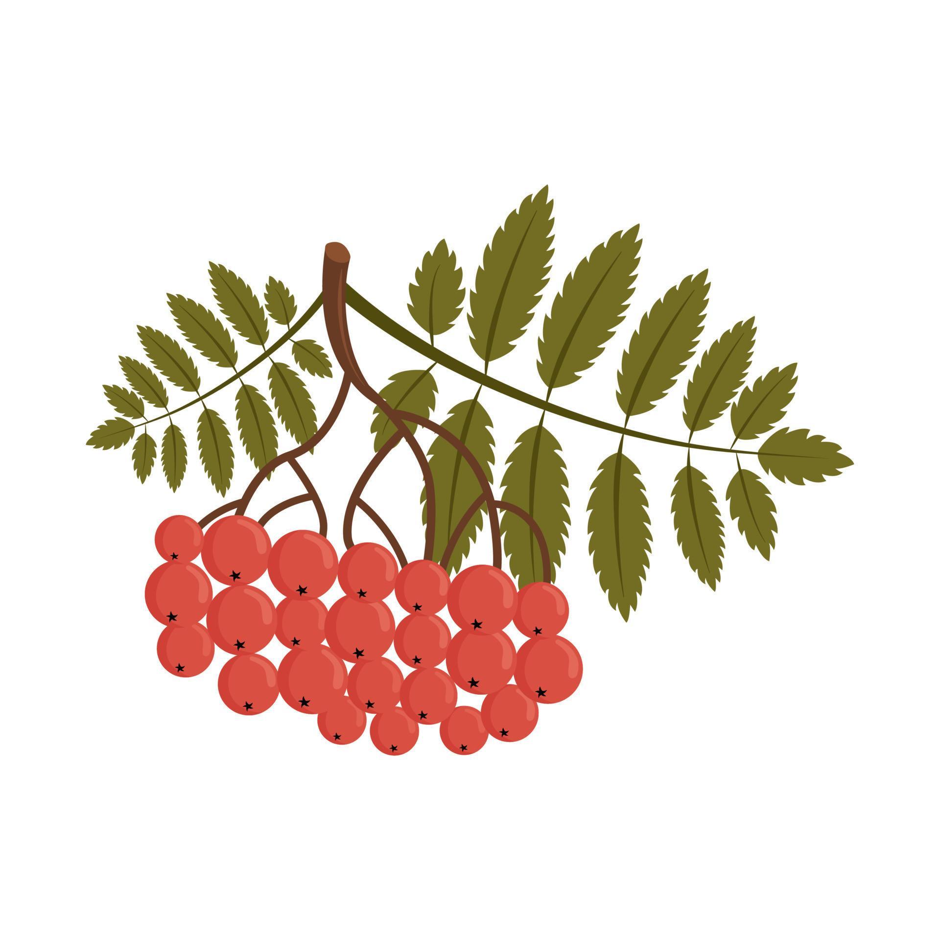 Лист рябины картинка
