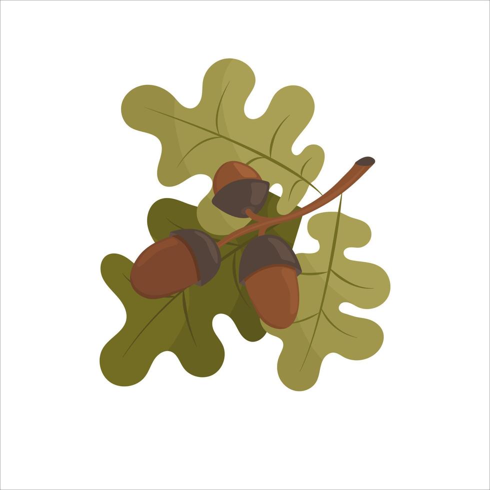 rama de roble con hojas y bellotas. ilustración vectorial aislada sobre fondo blanco. vector