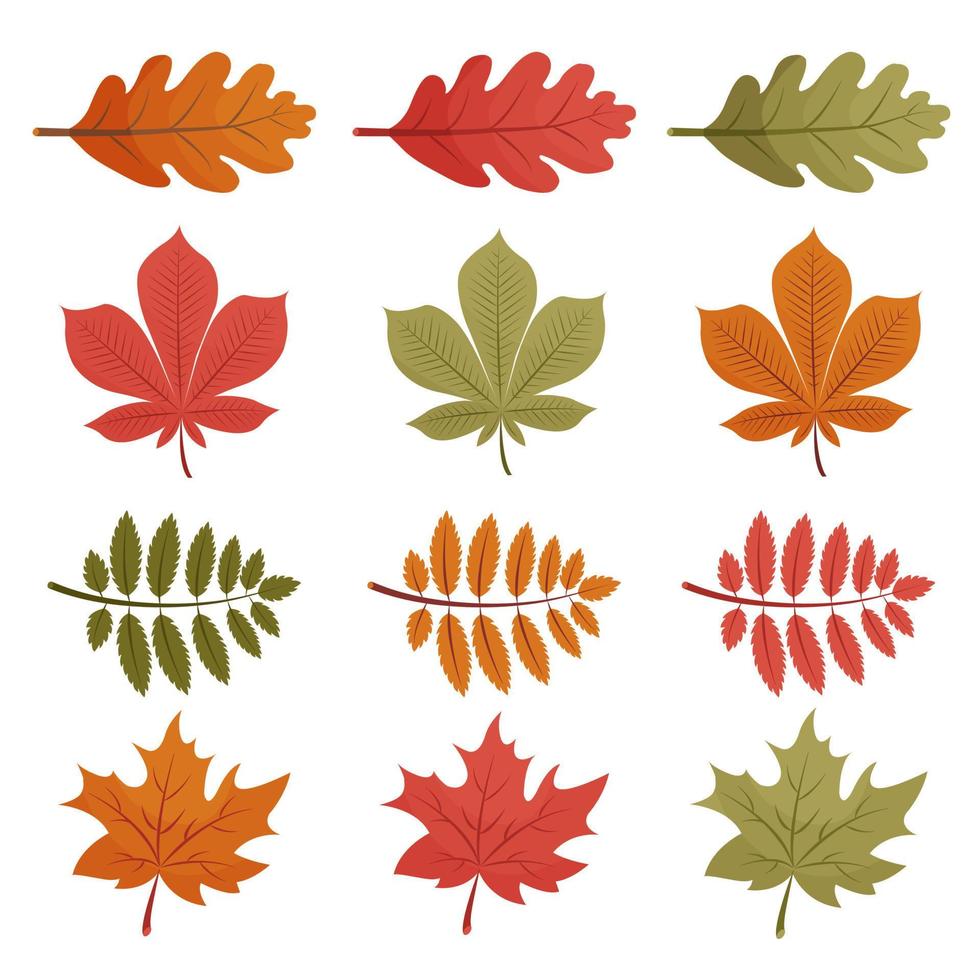 conjunto de hojas de otoño. Aislado en un fondo blanco. estilo plano de dibujos animados, ilustración vectorial. vector