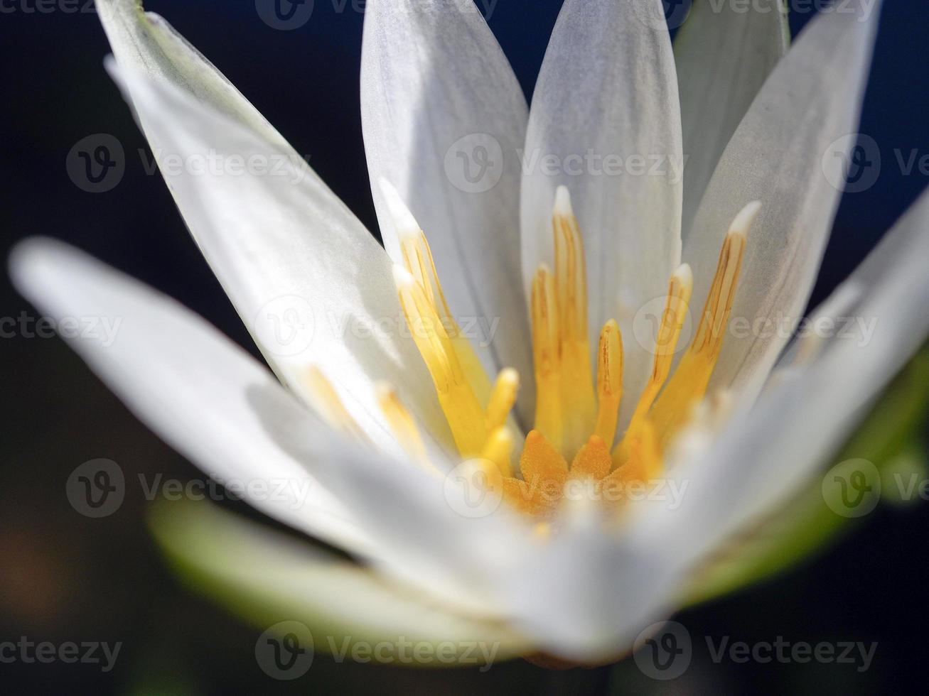 Close-up view of a White Waterlily photo