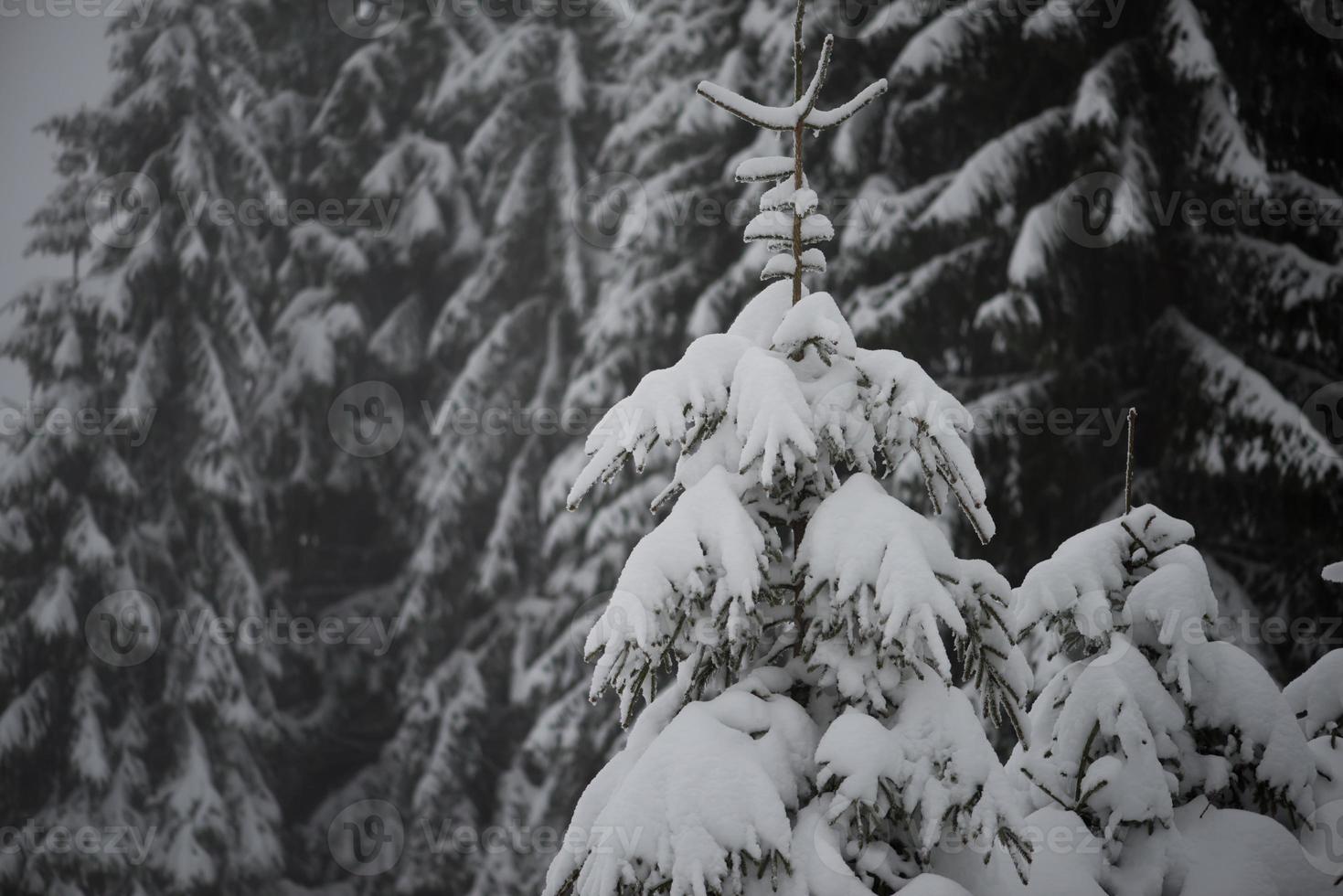 christmas evergreen pine tree covered with fresh snow photo