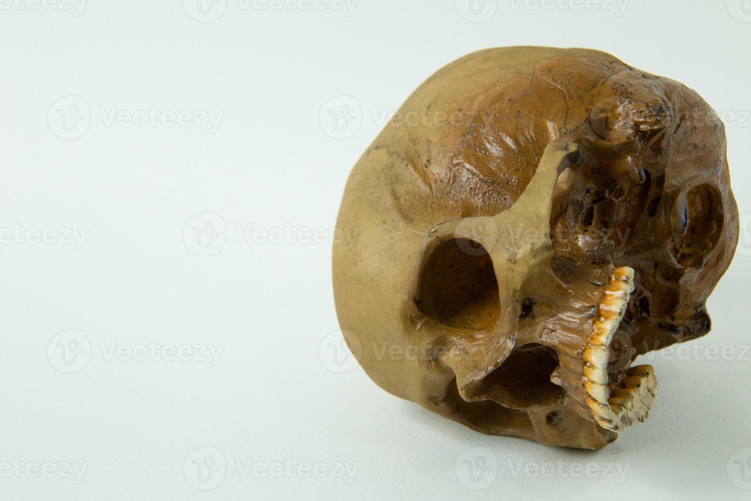 Skull close up  image on white  background. photo