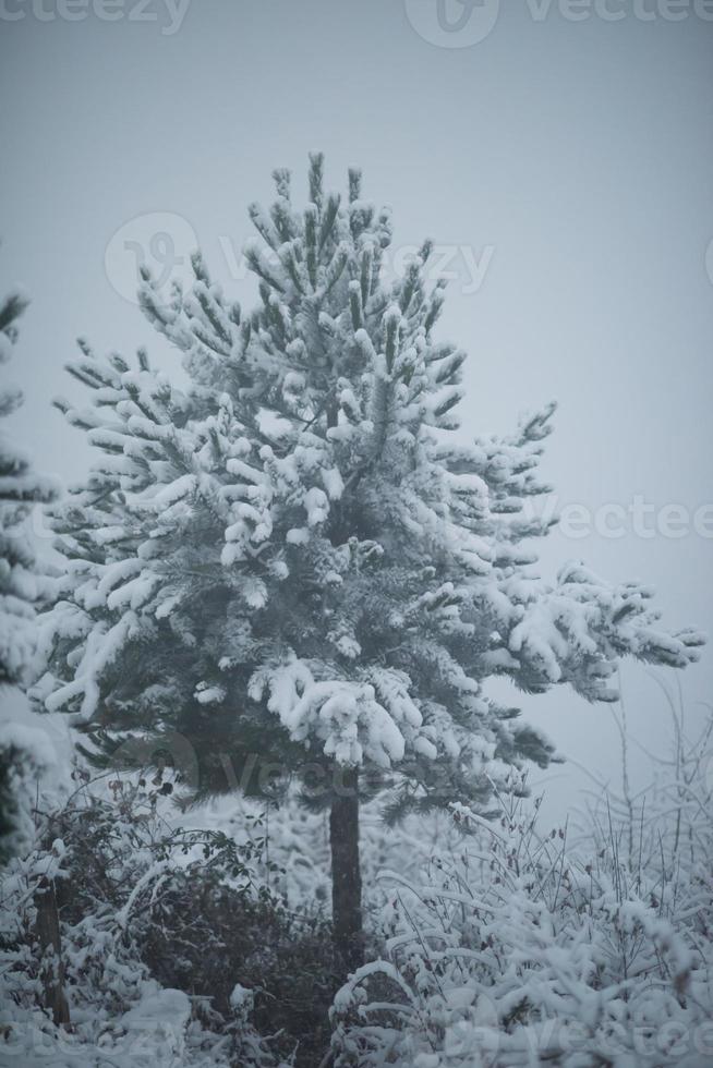 pino de hoja perenne de navidad cubierto de nieve fresca foto