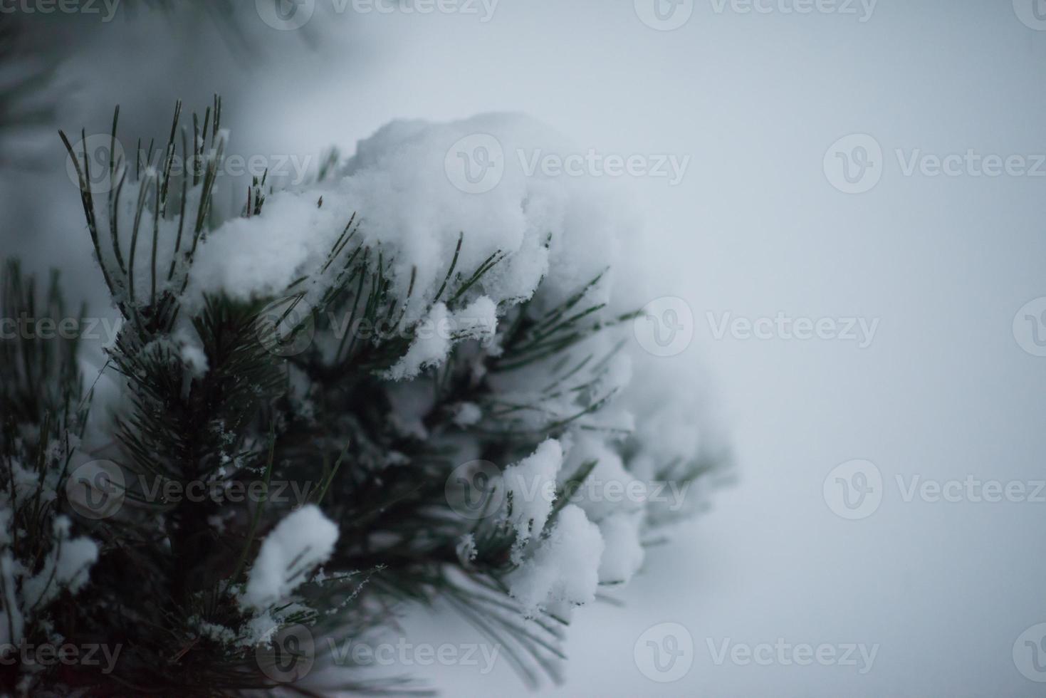 christmas evergreen pine tree covered with fresh snow photo