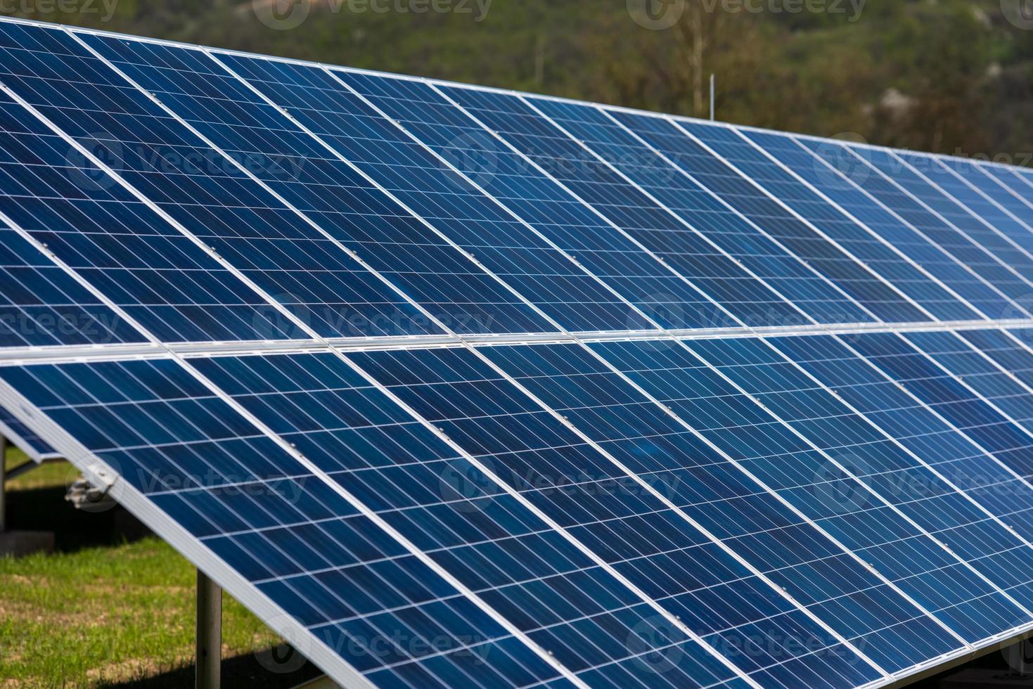 solar panels  plant photo