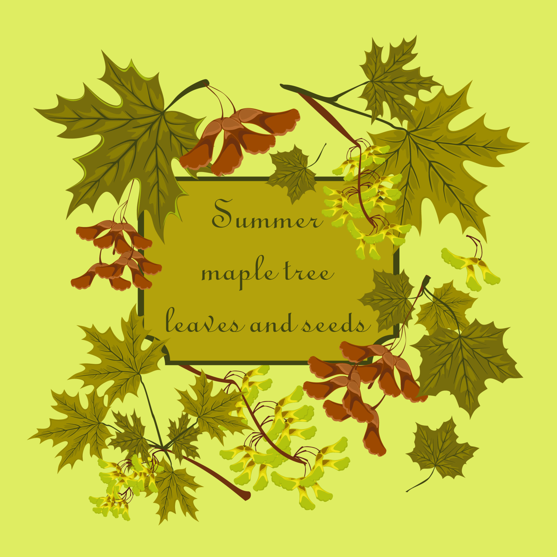 Branch Seeds And Leaves Of Maple Summer Green Maple Leaves Set Consept Of Autumn Frame Or Branch Seeds And Leaves Of Maple Summer Green Maple Leaves Set Consept Of Autumn Frame Or