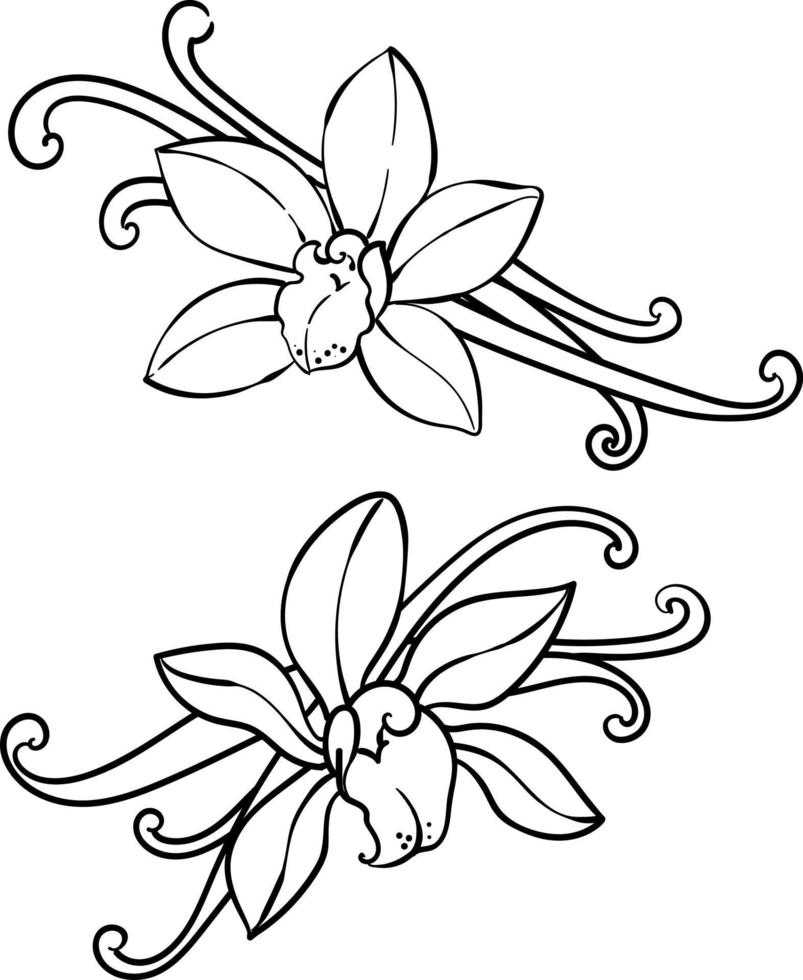 Vanilla orchid flowers and pods vector