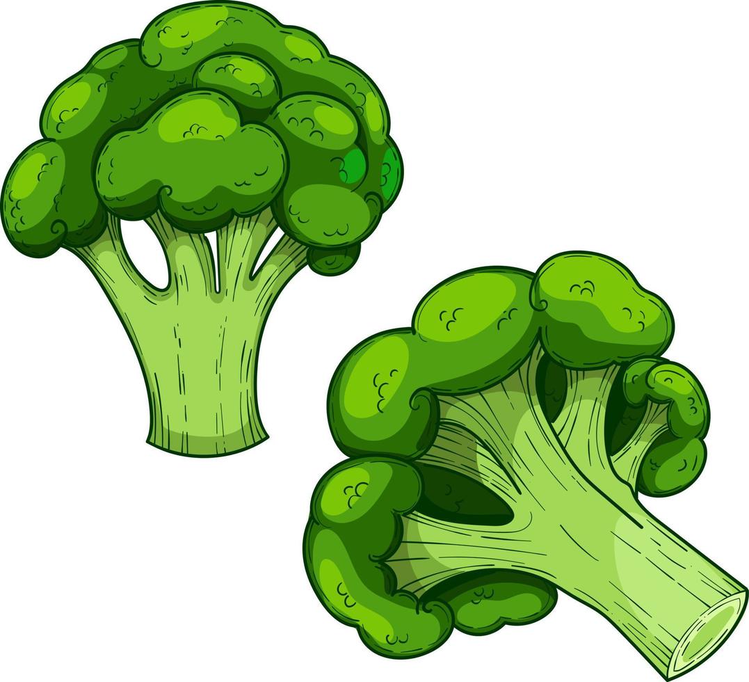 brócoli de repollo verde, ilustración vectorial dibujada a mano, vegetal aislado en un fondo blanco vector