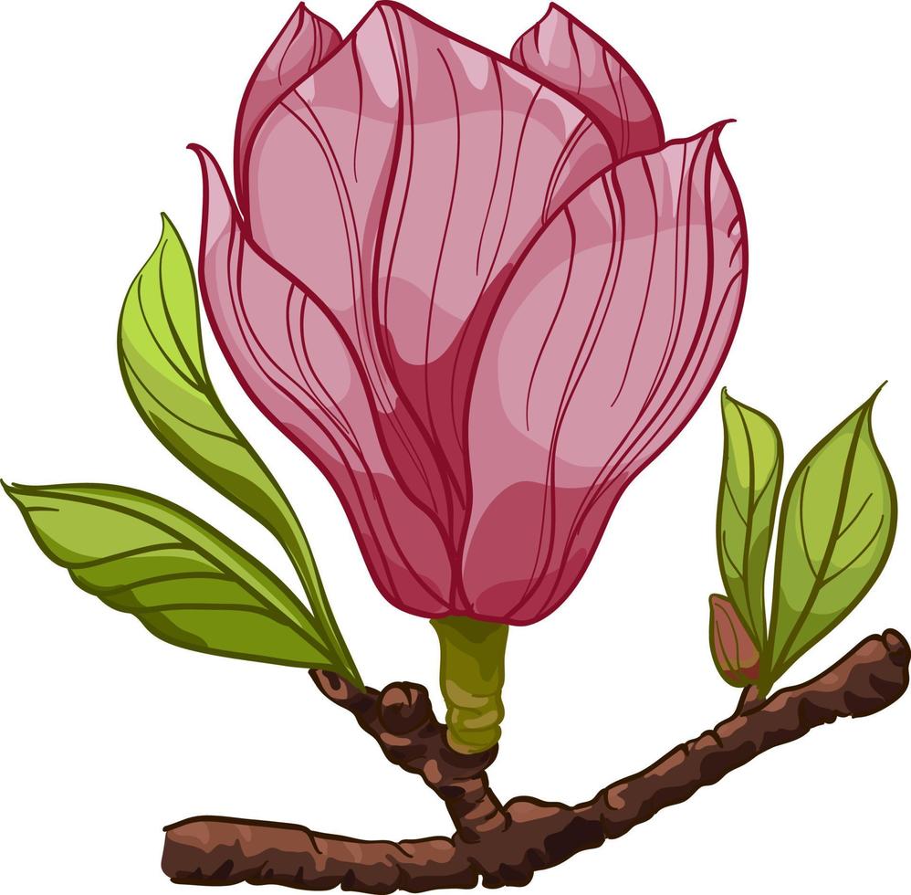 ramo de flores de magnolia, rama con flores rosas e ilustraciones de hojas.  composición con flores. ramo de flores 10664085 Vector en Vecteezy