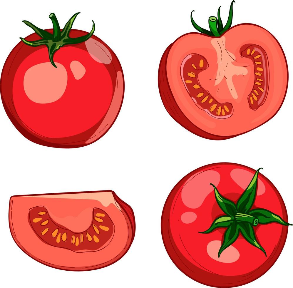 Hand-drawn colorful red tomato. A set of sketches with sliced tomatoes, a slice of tomatoes. The vector illustration is isolated on a white background.