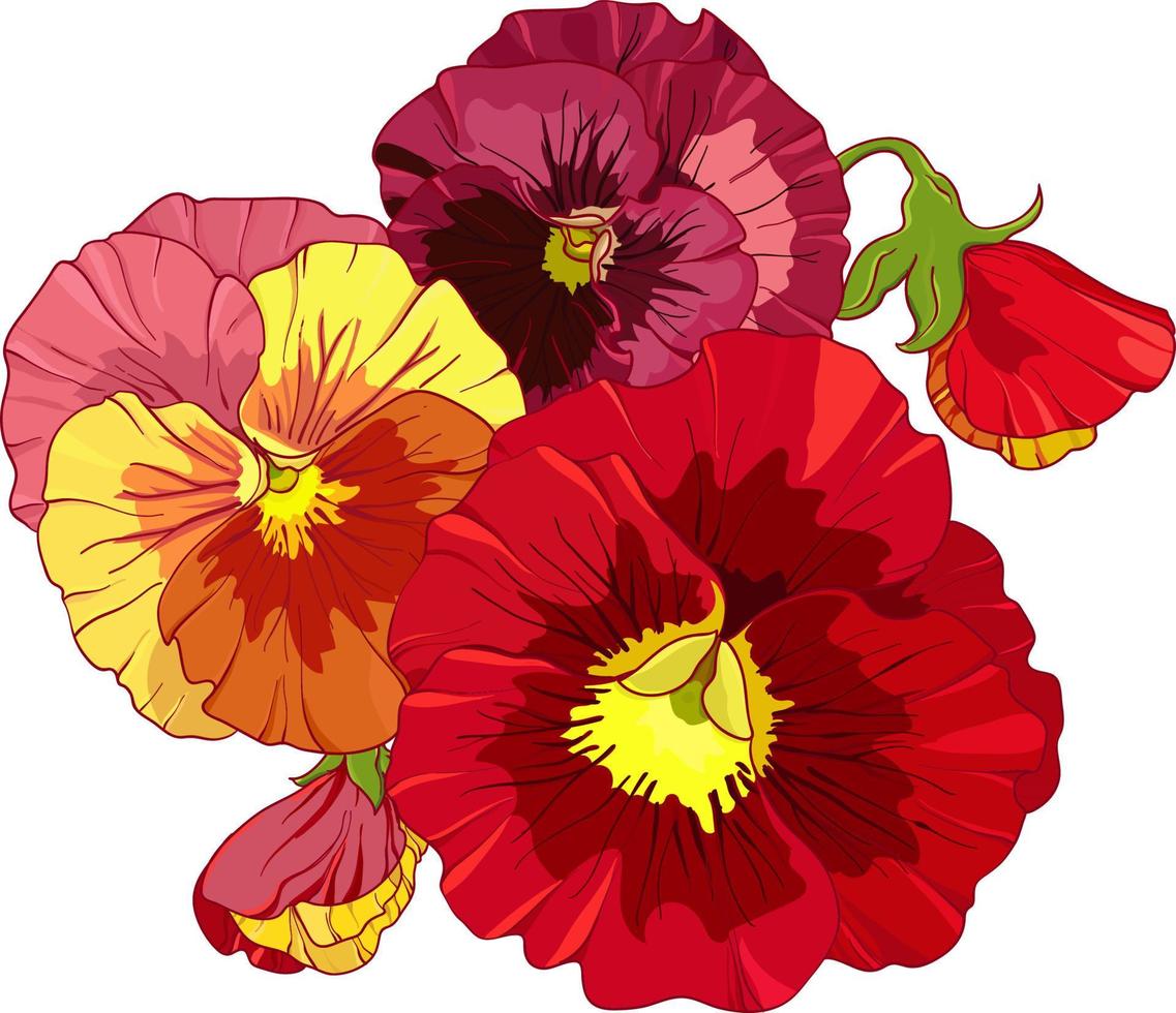 Bright red and orange flowers of pansy .  Hand drawing vector illustration.