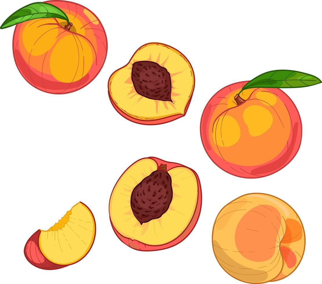 melocotón, fruta entera y rodajas, ilustración vectorial dibujada a mano vector