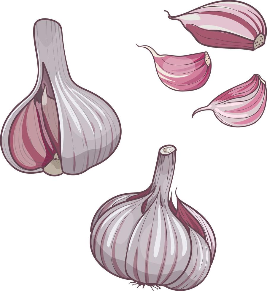 ilustración vectorial dibujada a mano ajo. conjunto cabeza y diente de ajo. Aislado en un fondo blanco. boceto colorido de comida vector