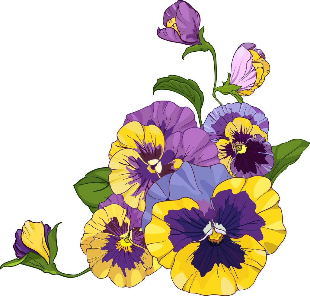 flower arrangement of pansies isolated on a white background. bouquets viola, yellow and purple flowers green leaves. Vector illustration