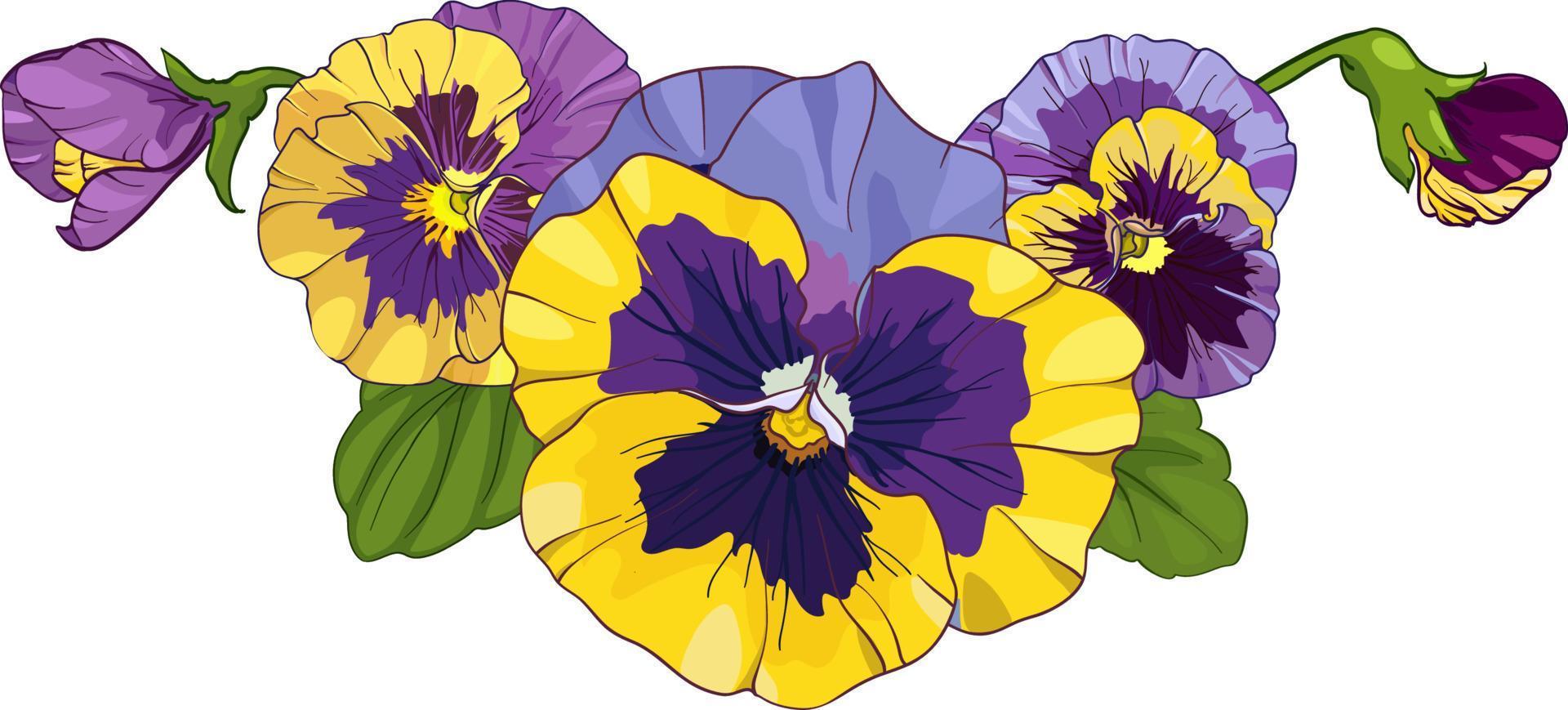 flower arrangement of pansies isolated on a white background. bouquets viola, yellow and purple flowers green leaves. Vector illustration