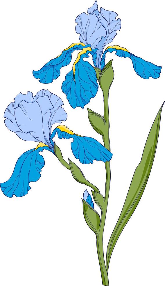 iris azul, rama de flor con arte de tinta de capullos, ilustración de vector botánico floral. elemento de ilustración de iris dibujado a mano sobre fondo blanco. 10664204 Vector en Vecteezy iris azul, rama de flor con arte de tinta de capullos, ilustración de vector botánico floral. elemento de ilustración de iris dibujado a mano sobre fondo blanco. 10664204 Vector en Vecteezy