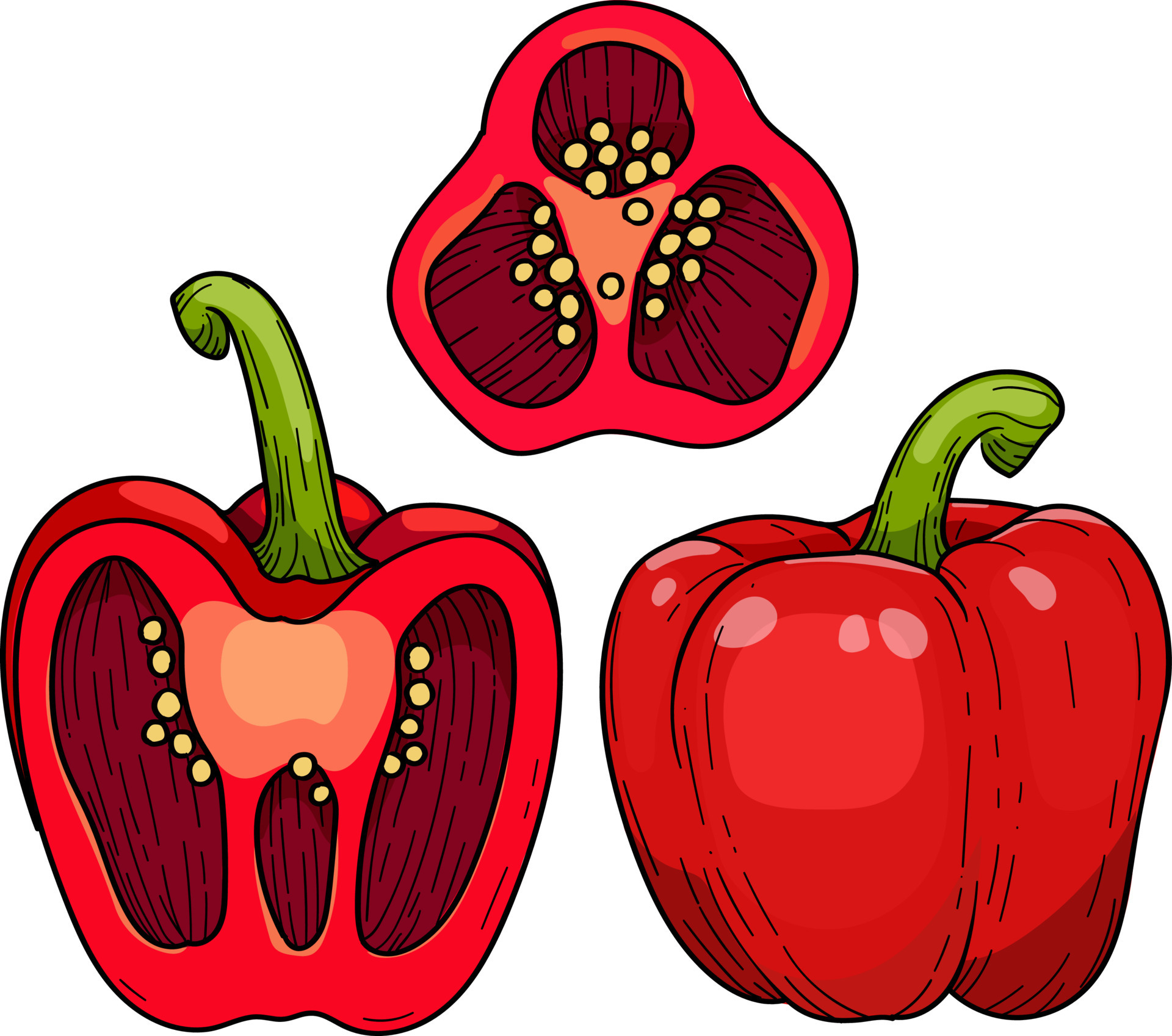 Sweet Paprika pepper, Whole and halved red bell pepper , Vector hand