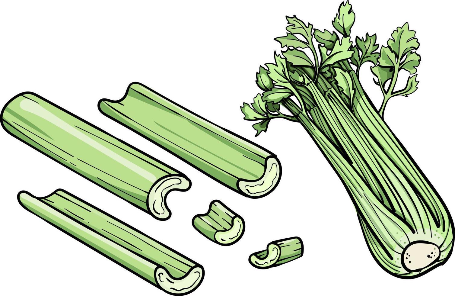 Celery vector illustration. Engraving vegatable. Celery isolated. Detailed vegetarian food. Farm market product