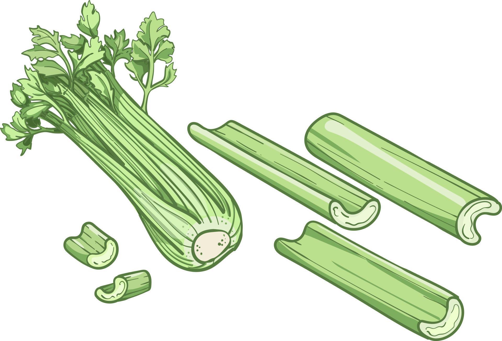 Celery vector illustration. Engraving vegatable. Celery isolated