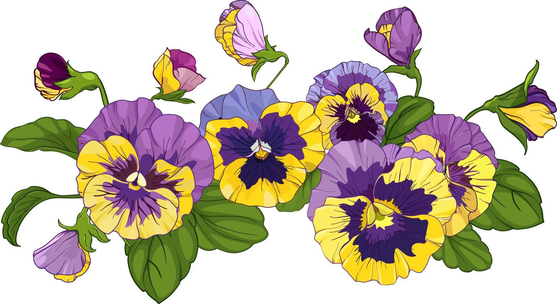 flower arrangement of pansies isolated on a white background. bouquets viola, yellow and purple flowers green leaves. Vector illustration