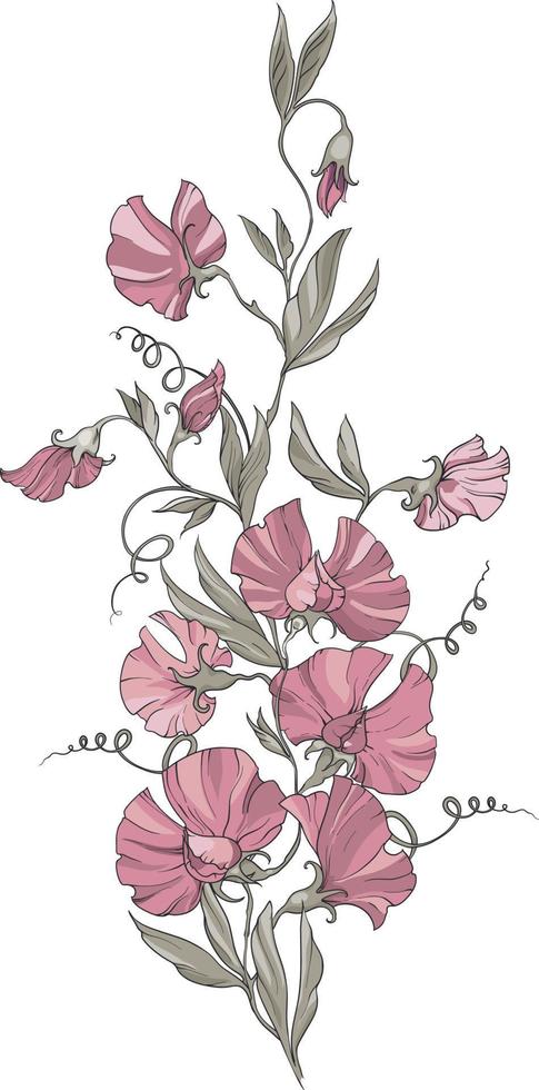 un ramo de guisantes dulces con flores rosas sobre un fondo blanco, flores, ramos y hojas. ilustración vectorial vector