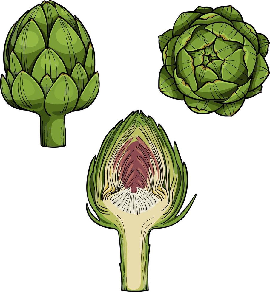 alcachofa grabado estilo boceto dibujado a mano ilustración vectorial. producto vegetariano orgánico. aislado sobre fondo blanco. vector