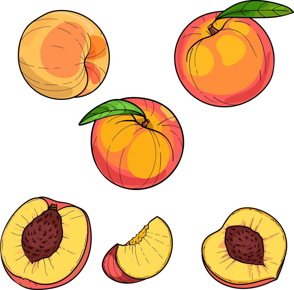 melocotón, fruta entera y rodajas, ilustración vectorial dibujada a mano vector