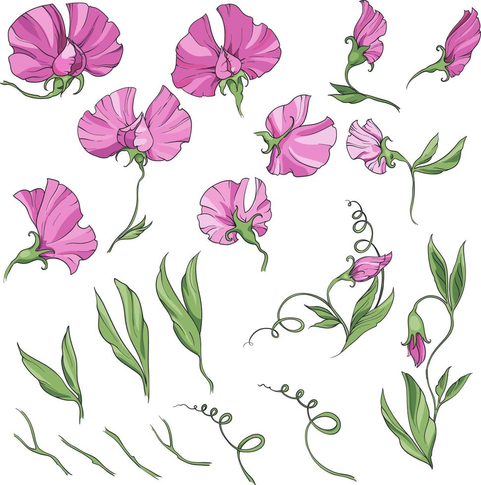 pink sweet pea pink flowers and leaves, vector illustration. big set of elements isolated on white background