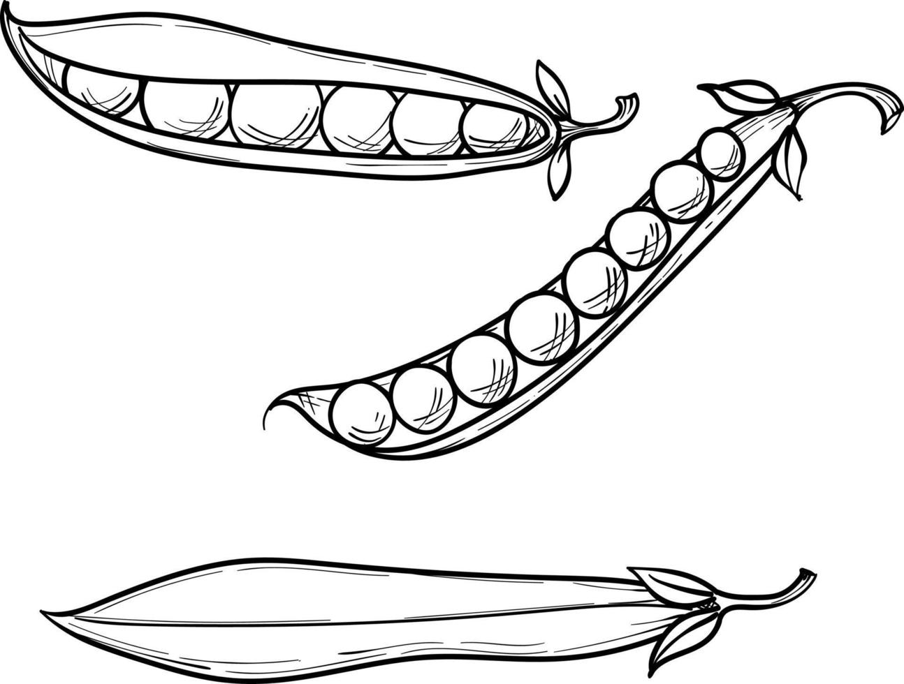 green sweet peas, whole pod and peas, vector hand drawn sketch illustration