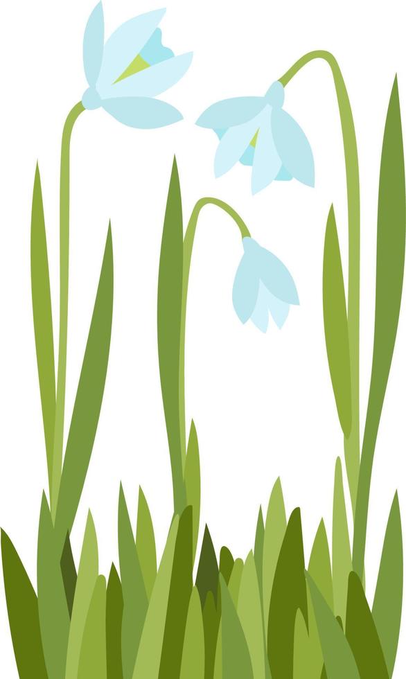 white flowers snowdrops vector illustration