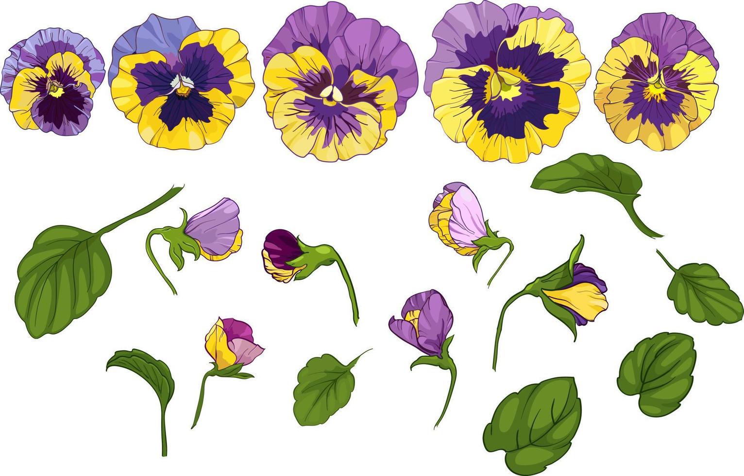 Set flowers of pansies isolated on a white background. bouquets viola, yellow and purple flowers green leaves. Vector illustration