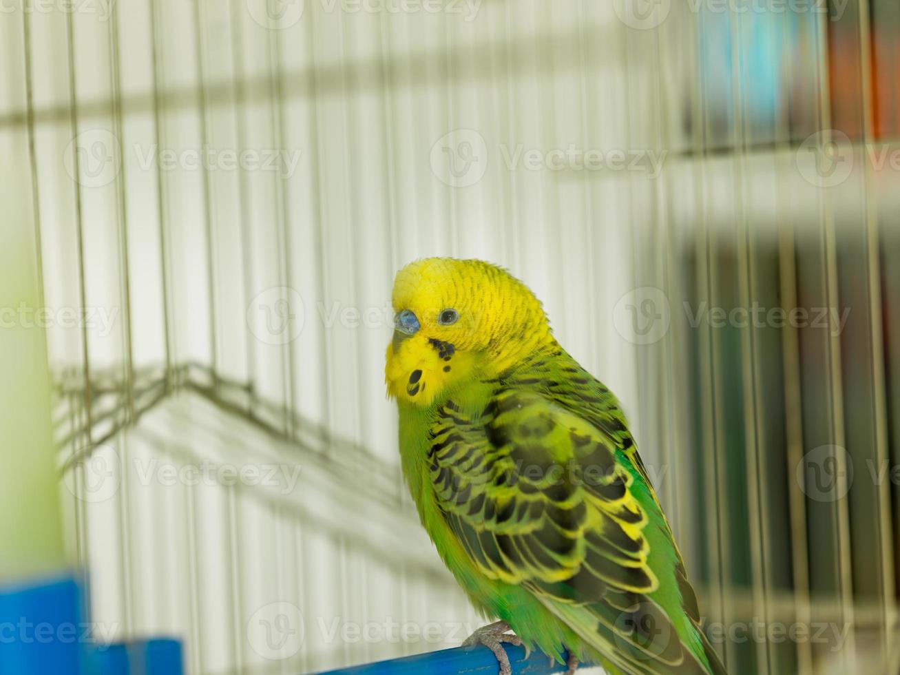 green bird in cage photo