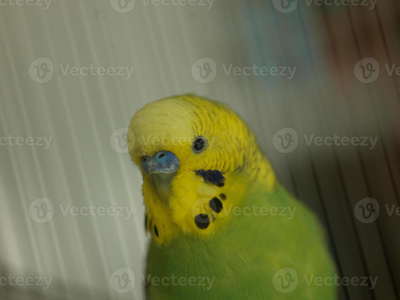 green bird in cage photo