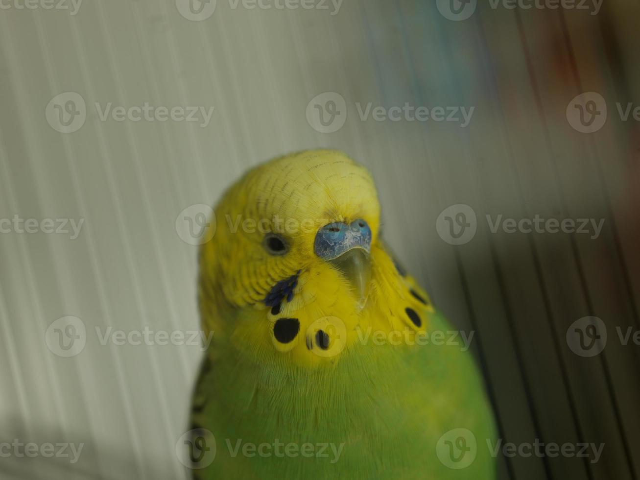 green bird in cage photo