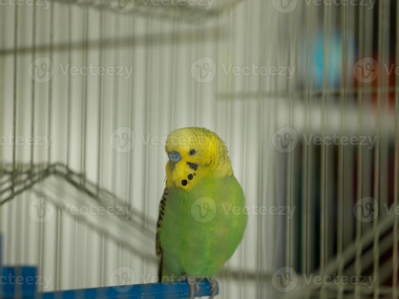 pájaro verde en jaula foto