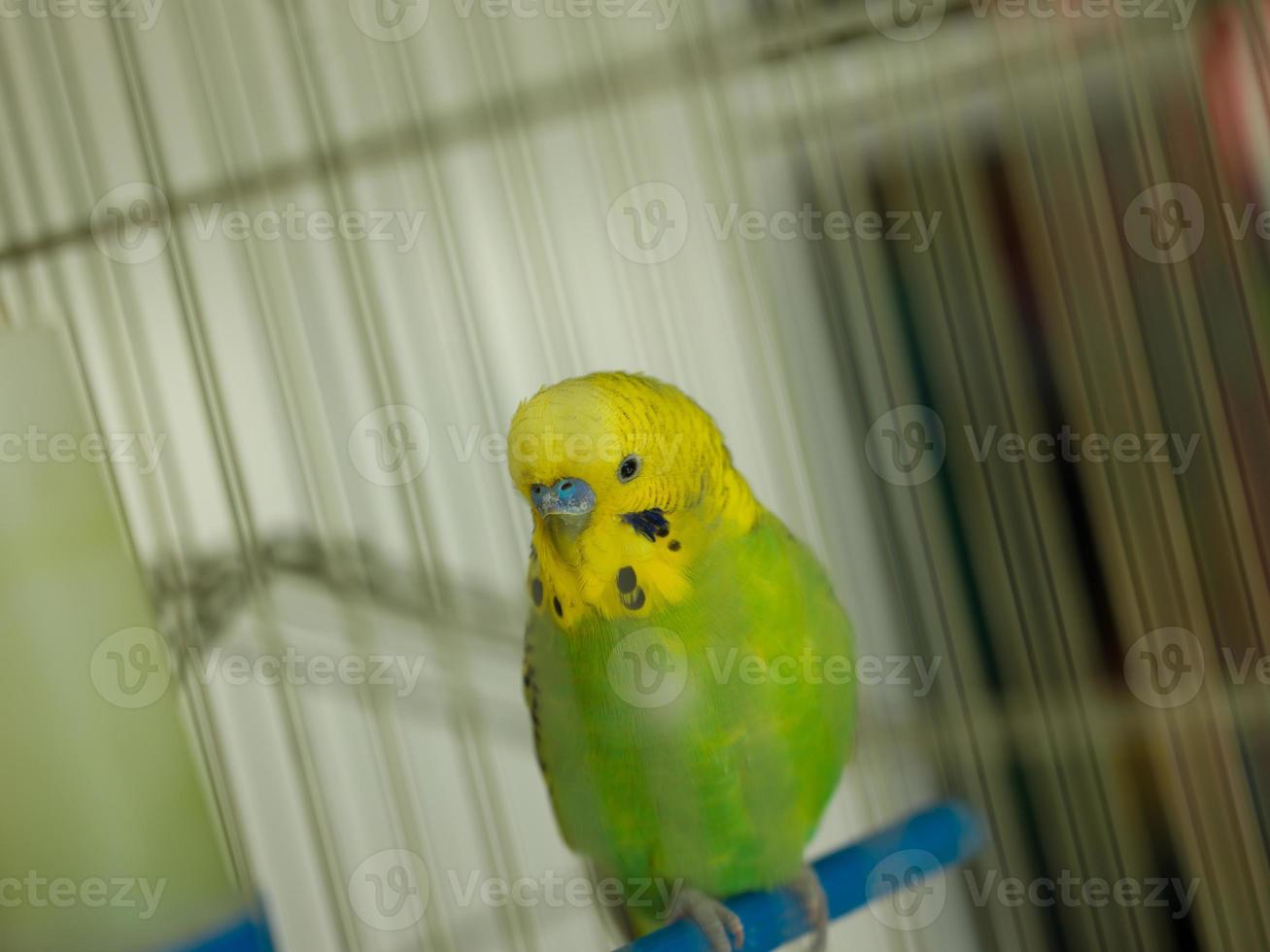 green bird in cage photo