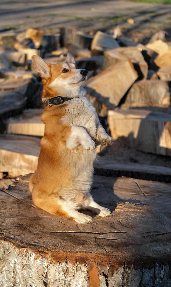 retrato de gracioso perro corgi al aire libre en el parque foto