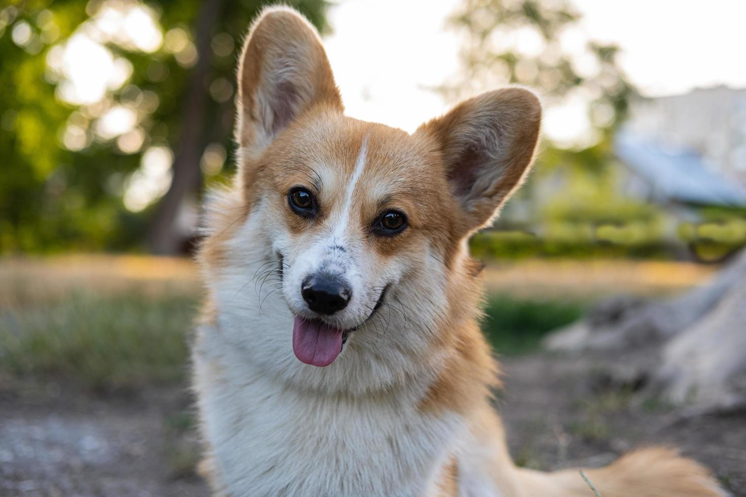 retrato de gracioso perro corgi al aire libre en el parque foto