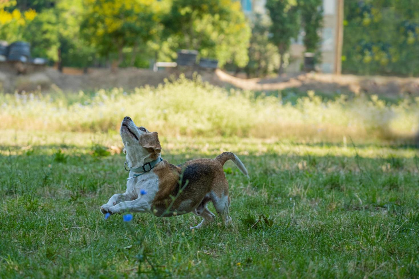 beagle dog play with ball on the grass photo