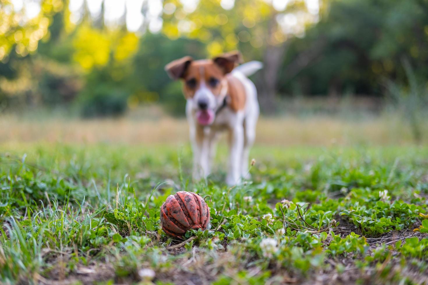 jack russell terrier en el parque foto