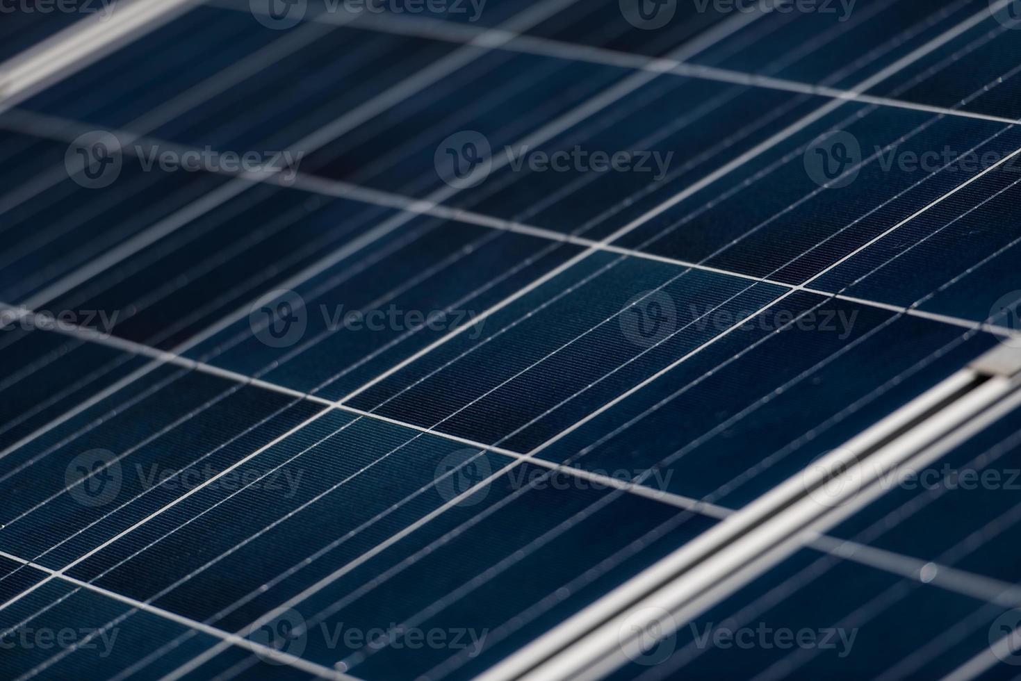 solar panels  plant photo