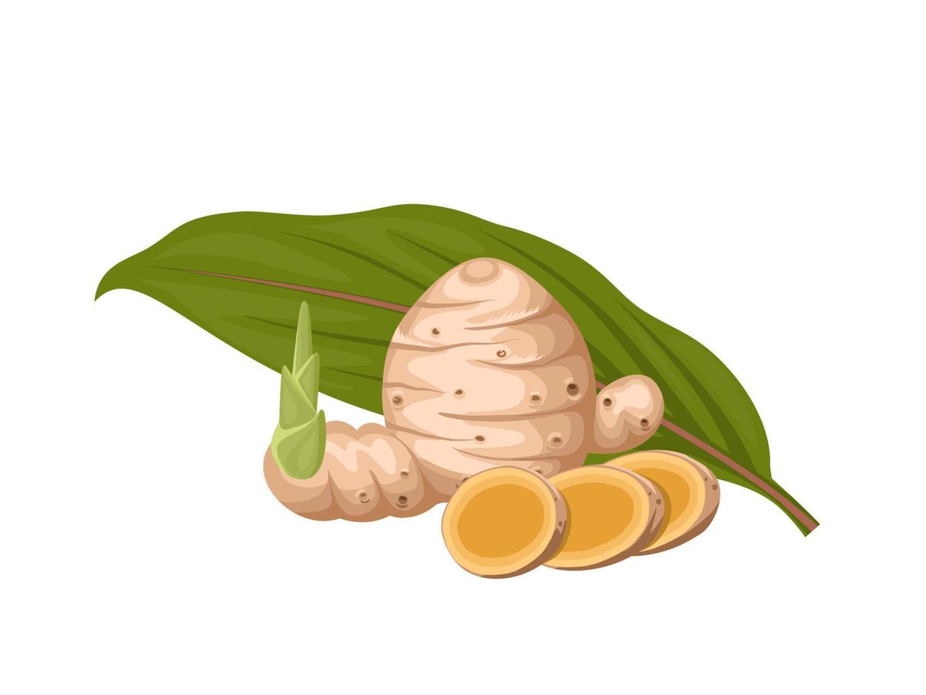 Vector illustration, rhizome of Curcuma or Curcuma zanthorrhiza, with slices, isolated on white background.