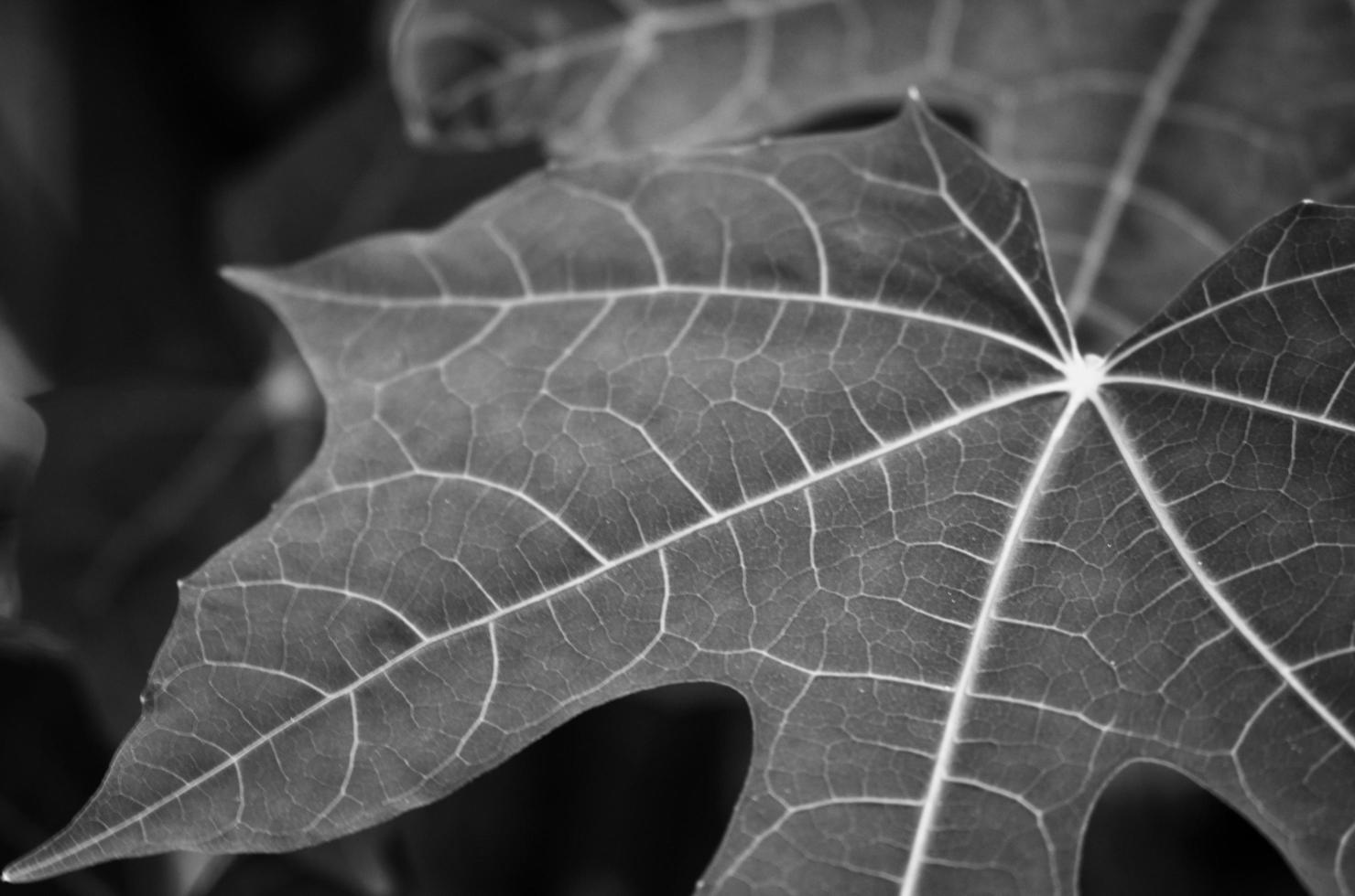 primer plano de fondo y textura de hoja. foto